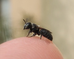 Megachilidae