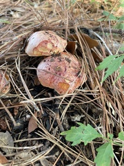 Exsudoporus floridanus
