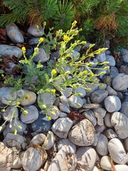 Senecio viscosus
