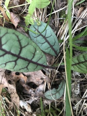 Hieracium venosum