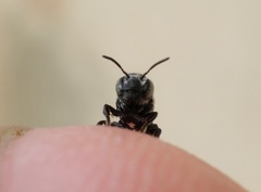 Megachilidae