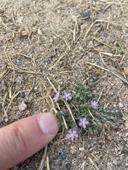 Spergularia rubra