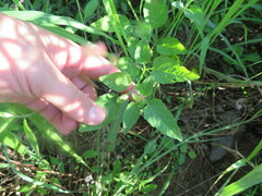 Physalis heterophylla
