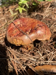 Exsudoporus floridanus