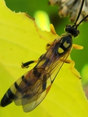 Ichneumonina