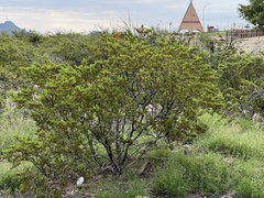 Larrea tridentata