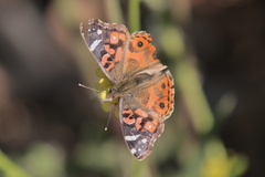 Vanessa braziliensis