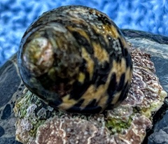 Phorcus turbinatus