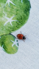 Hippodamia variegata