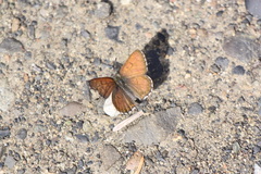 Tharsalea mariposa