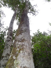 Pterocelastrus tricuspidatus