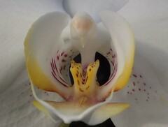 Phalaenopsis