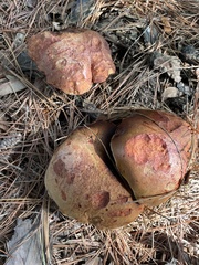 Exsudoporus floridanus