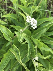 Parthenium