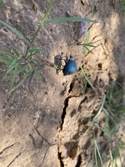 Cysteodemus wislizeni