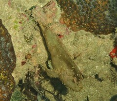 Taenianotus triacanthus