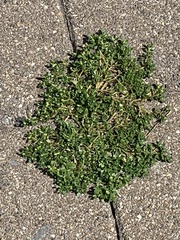 Portulaca oleracea