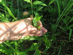 Physalis heterophylla