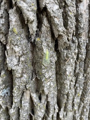 Chrysopa nigricornis