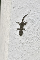 Tarentola mauritanica