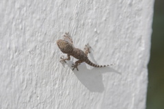 Tarentola mauritanica