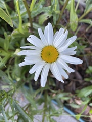 Asteraceae