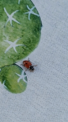 Hippodamia variegata