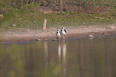 Himantopus mexicanus