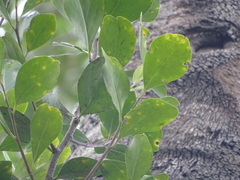 Pterocelastrus tricuspidatus