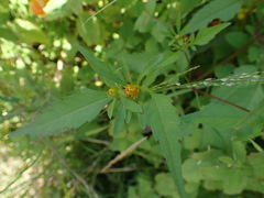 Bidens
