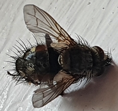 Tachinidae