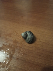 Gastropoda