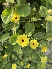 Thunbergia alata
