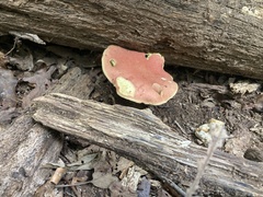 Baorangia bicolor