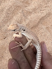 Dipsosaurus dorsalis