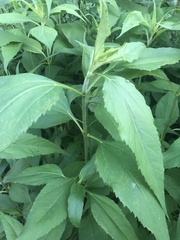 Helianthus tuberosus