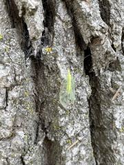 Chrysopa nigricornis