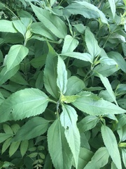 Helianthus tuberosus