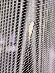 Oecetis