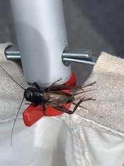 Gryllus pennsylvanicus