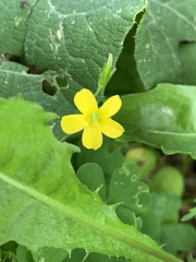 Oxalis stricta