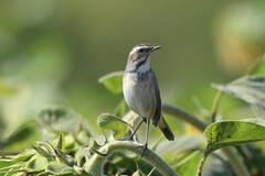 Luscinia svecica