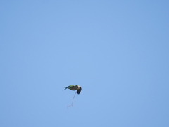 Myiopsitta monachus