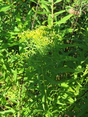 Euthamia graminifolia