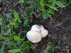 Lycoperdon pratense