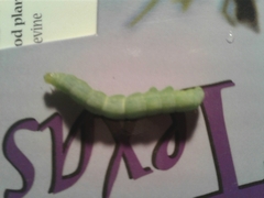 Trichoplusia ni