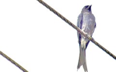 Dicrurus caerulescens