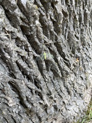 Chrysopa nigricornis