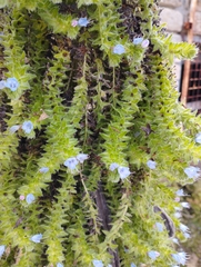 Echium