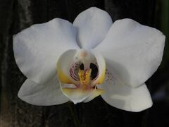 Phalaenopsis